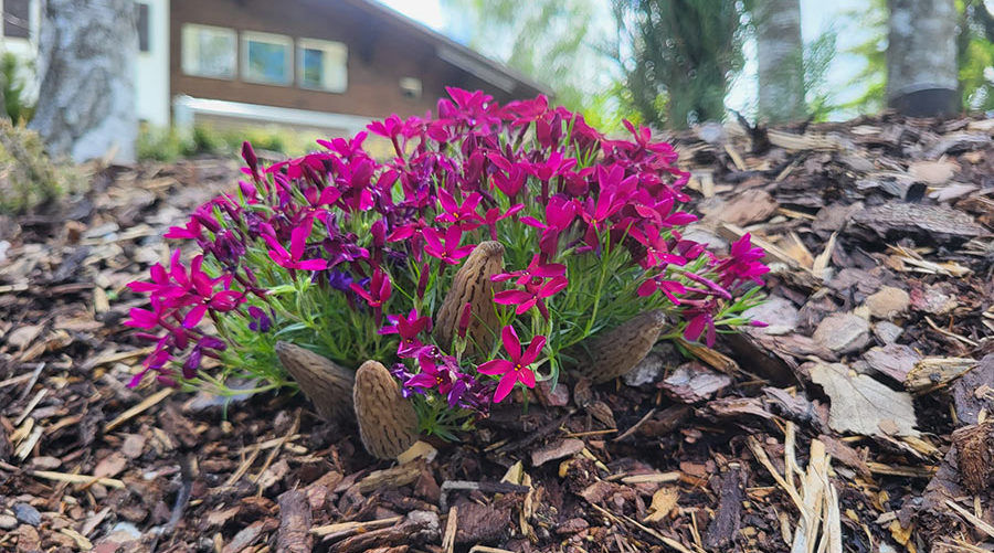Déco Terre Jardin la Tour-de-Trême en Gruyère, paysagistes.
