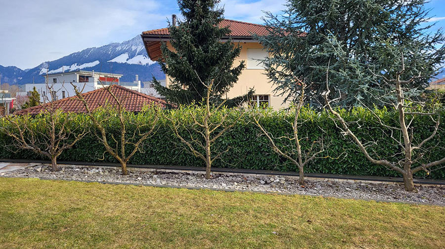 Taille arbres Déco Terre Jardin SA, la Tour-de-Trême, Bulle, Gruyère
