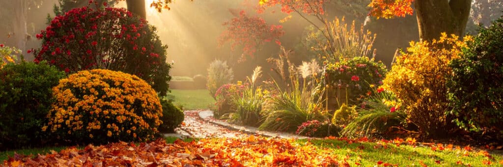 Automne au jardin : préparer, réparer, anticiper