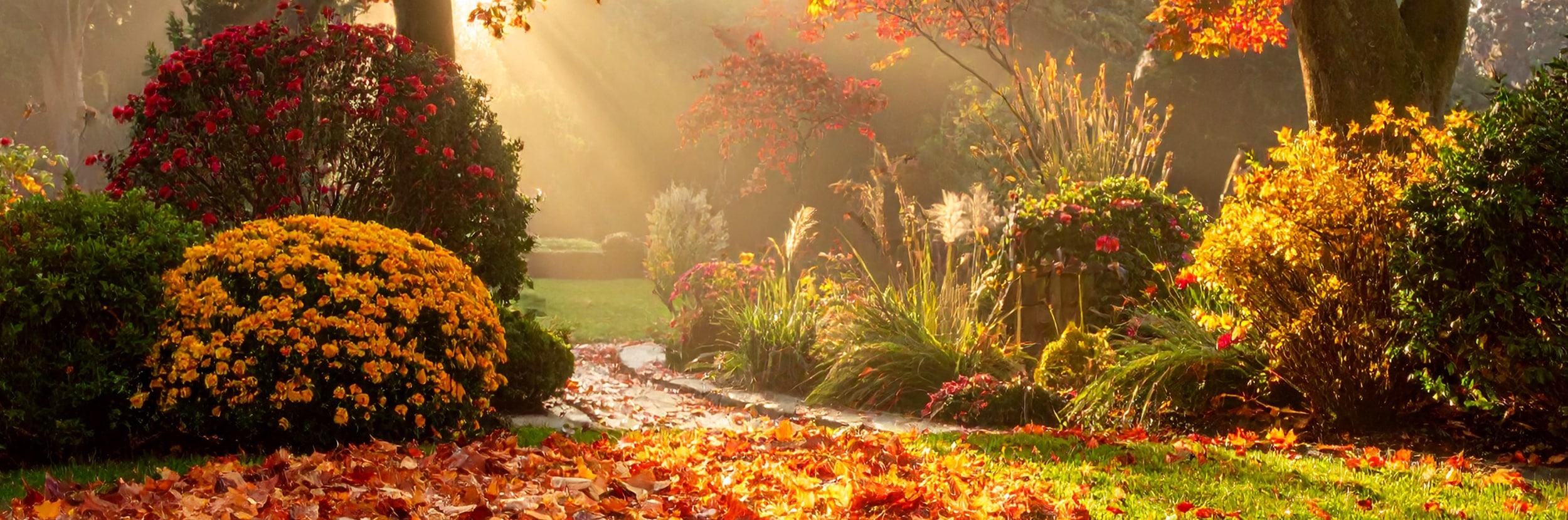 Automne au jardin : préparer, réparer, anticiper